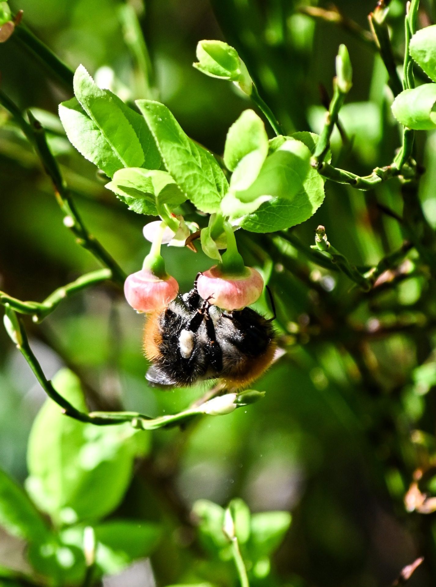 Humla på blomma