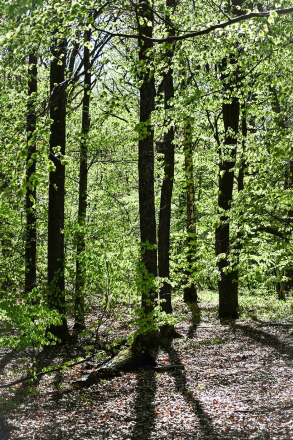 Stad och Natur