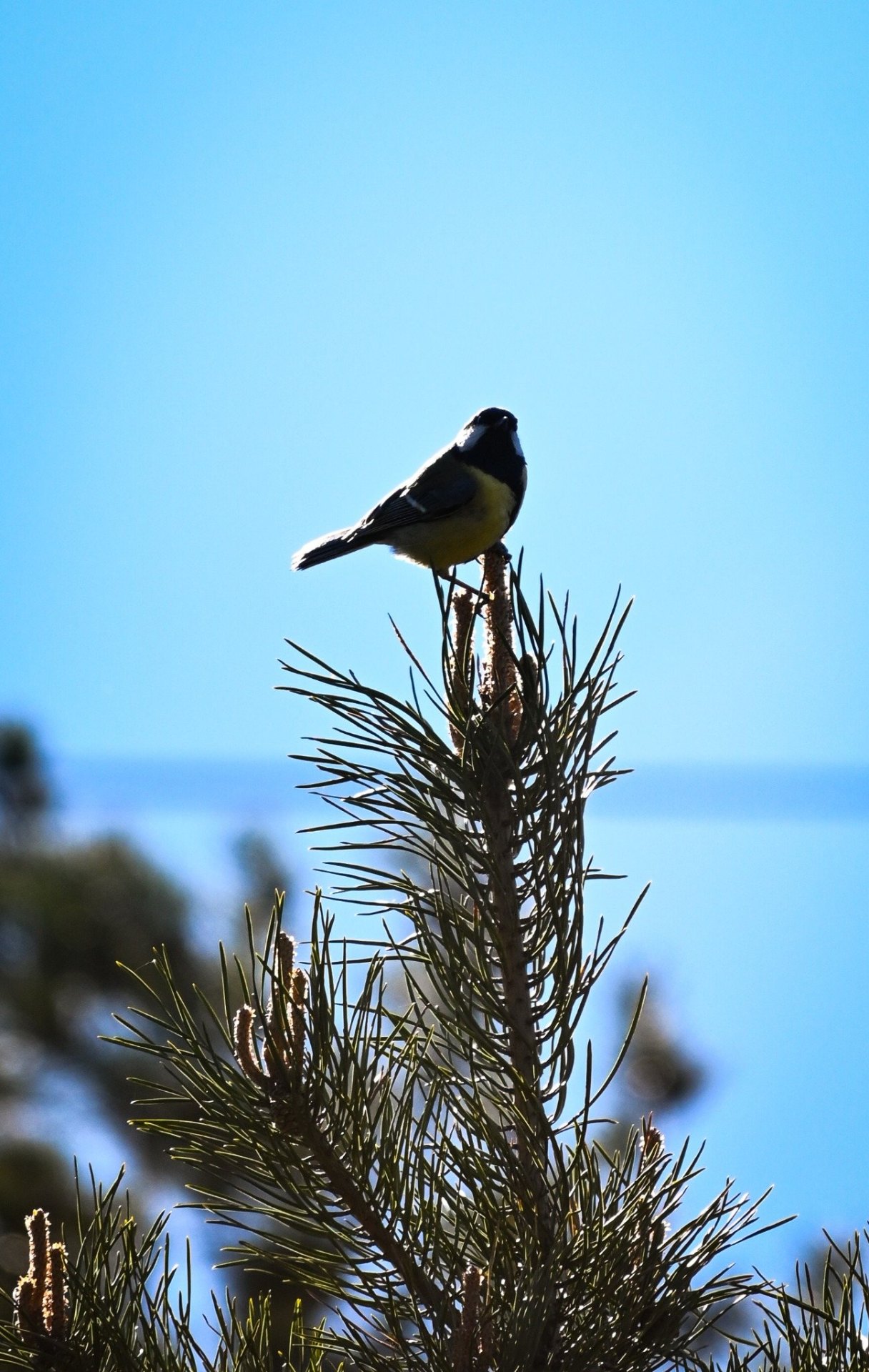 Stad och Natur